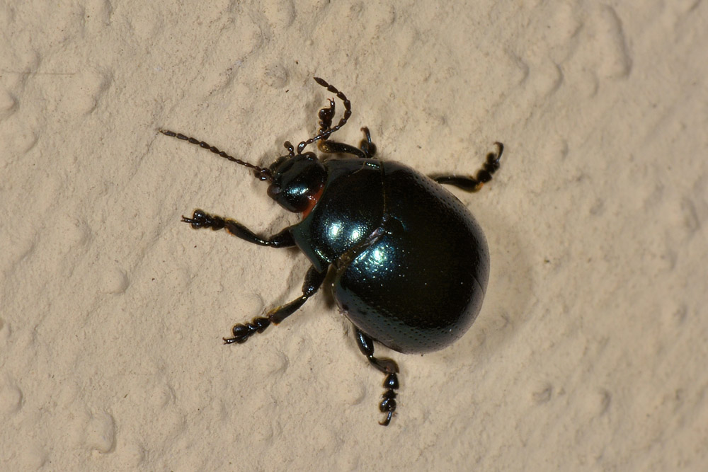 Chrysolina da id.